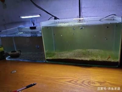 家用鱼缸用什么水养鱼比较好：家用鱼缸用水的注意事项 鱼缸风水 第2张