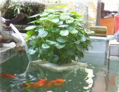 大鱼缸怎么换水视频：大鱼缸怎么换水视频教程:如何给鱼缸换水正确的换水方法和步骤 鱼缸 第1张