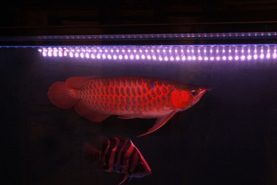 金龙鱼用什么色温的灯：金龙鱼用什么色温的灯色温度取决于其品种和底色 龙鱼百科 第2张