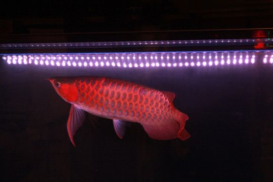金龙鱼用什么色温的灯：金龙鱼用什么色温的灯色温度取决于其品种和底色