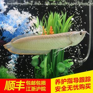 20度水温养龙鱼好吗：龙鱼对水温的要求有多高？ 龙鱼百科 第2张