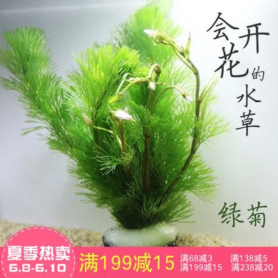 草金鱼鱼缸造景：养草金鱼和进行鱼缸造景的注意事项 鱼缸百科 第4张