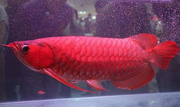 红龙鱼小的时候是什么颜色的：红龙鱼在幼年时期是什么颜色的？