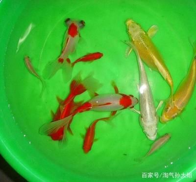家里鱼缸能养锦鲤吗：如何在家中养殖锦鲤