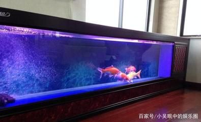 家里鱼缸适合养锦鲤吗：家里鱼缸是否适合养殖锦鲤取决于多个因素 鱼缸风水 第2张