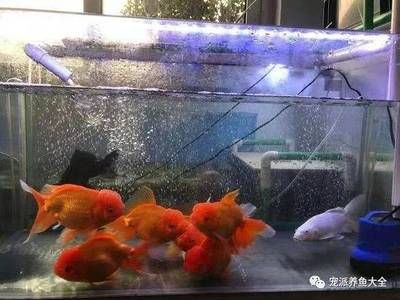 大鱼缸怎么给鱼换水视频：如何正确给大鱼缸换水 鱼缸百科 第3张