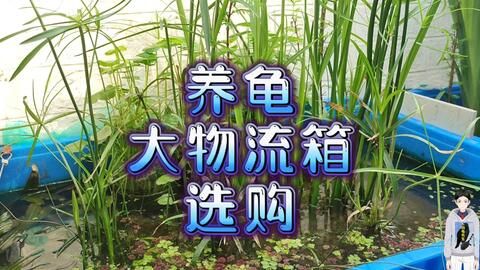 家里鱼缸多大尺寸合适：家里鱼缸尺寸如何选择？ 鱼缸风水 第1张