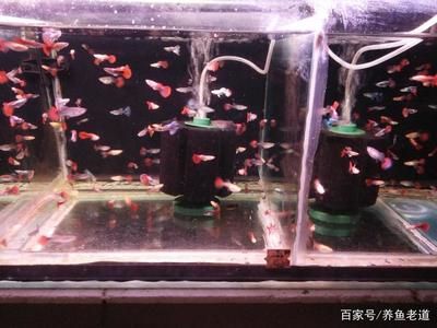 家用观赏鱼缸厂家批发价格：如何选择家用观赏鱼缸 鱼缸风水 第2张