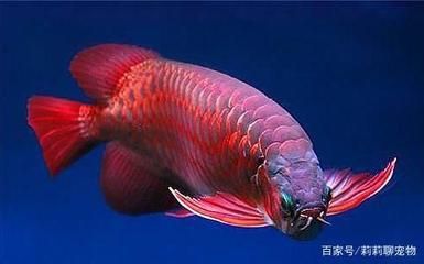 红龙鱼多久能完全变红：红龙鱼多久发色 龙鱼百科 第3张