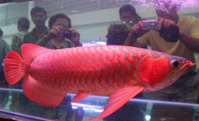 红龙鱼多久能完全变红：红龙鱼多久发色 龙鱼百科 第2张