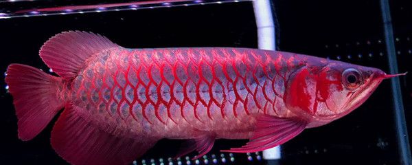 红龙鱼多久能完全变红：红龙鱼多久发色 龙鱼百科 第1张