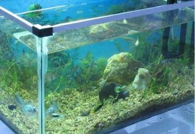 玻璃胶鱼缸多久没有毒了：玻璃胶的种类和寿命 鱼缸 第3张