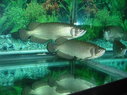 号半龙鱼和红龙的区别：号半龙鱼和红龙鱼在外观特征和饲养特性上有所不同