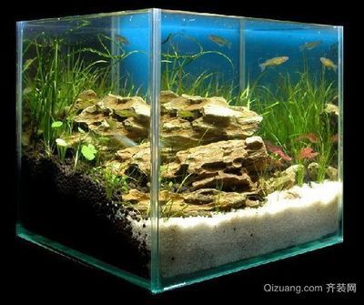 打造鱼缸生态圈的意义是什么：打造鱼缸生态圈不仅能让鱼缸内的生物和谐共生，还能带来多重益处
