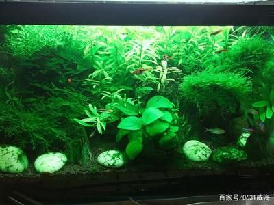 家中大鱼缸能养草鱼？：家中大鱼缸可以养草鱼吗？ 鱼缸风水 第2张