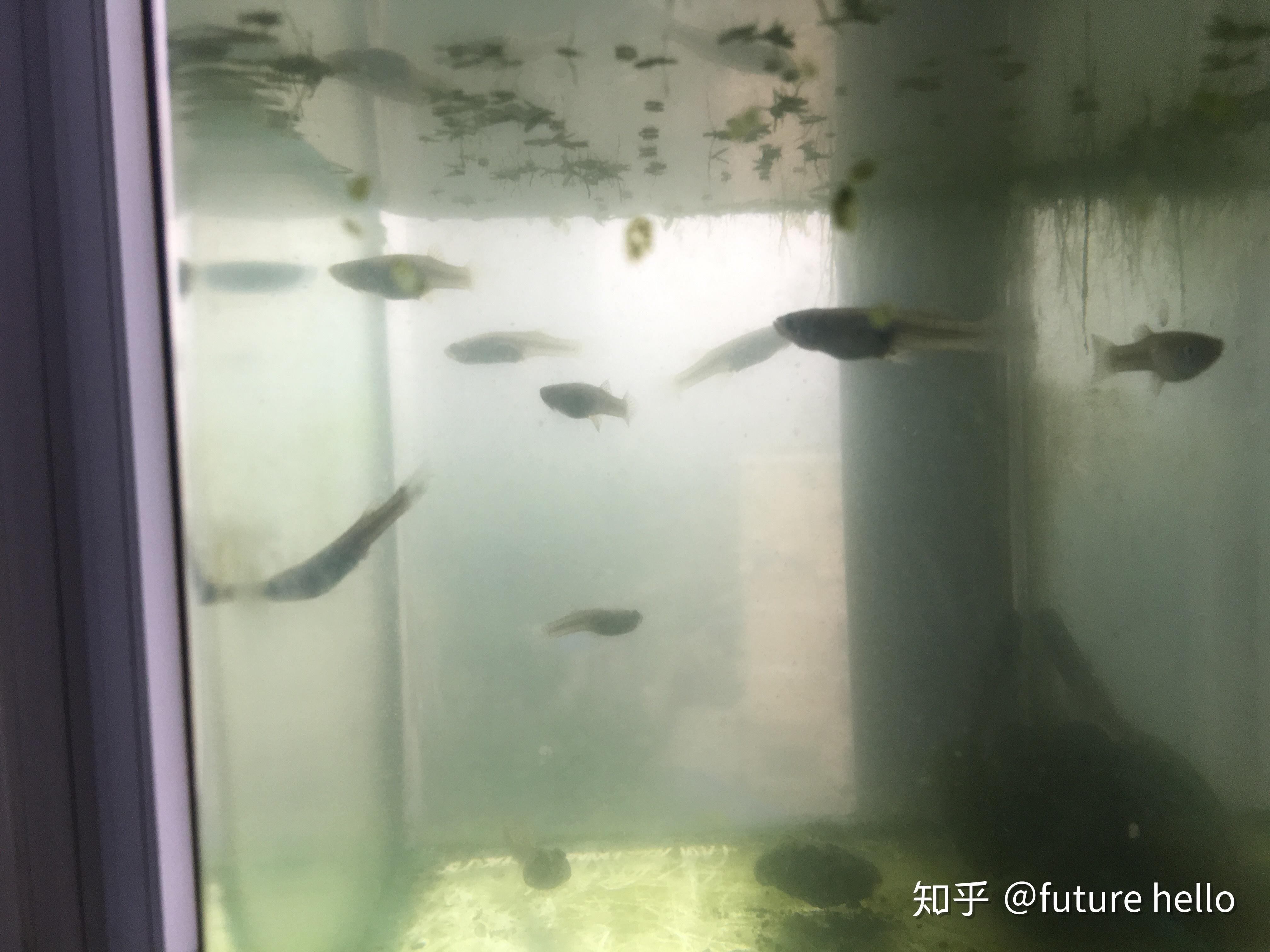 家里鱼缸养鲫鱼好吗 鱼缸风水 第2张