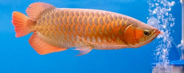 红龙鱼不爱游动什么原因：红龙鱼不爱游动可能由以下几个原因引起红龙鱼不爱游动