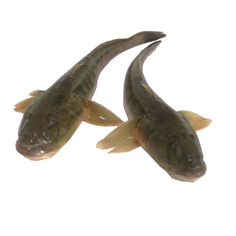 小龙鱼喜欢吃什么：小龙鱼在不同生长阶段有不同的饮食偏好和注意事项 龙鱼百科 第2张