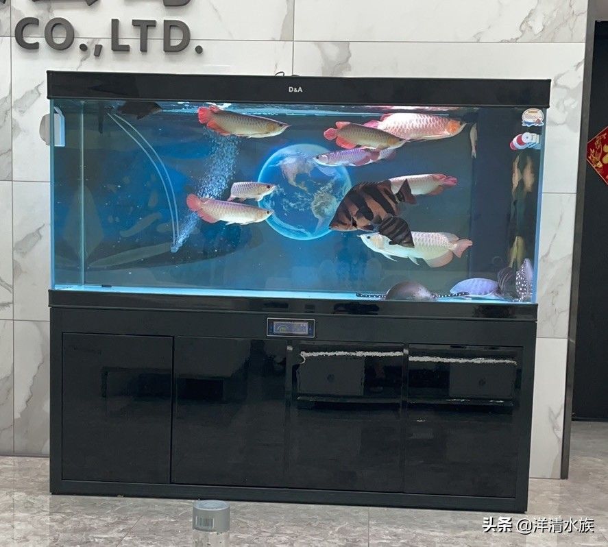 家用观赏鱼缸哪个品牌的好用：好的家用观赏鱼缸品牌有哪些 鱼缸风水 第2张