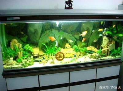 大型鱼缸鱼生病怎么处理视频：东方森林水族宝：无需药物治疗鱼病