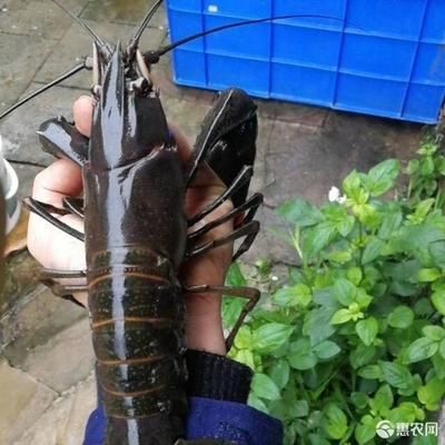 澳洲淡水龙虾鱼缸养殖宠物蓝龙虾鱼塘红鳌鳌虾可繁殖：澳洲淡水龙虾可以在鱼缸中养殖为宠物 龙鱼百科 第4张