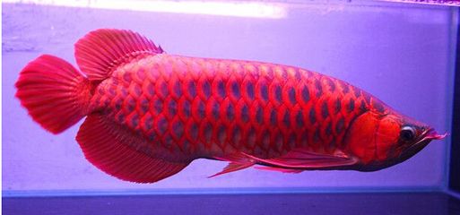 红龙鱼上色用nec好还是荧光：红龙鱼上色用nec好还是荧光好