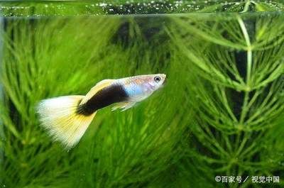 家庭用水族鱼缸怎么选用：家庭用水族鱼缸的选择 鱼缸风水 第3张