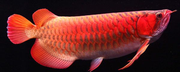 红龙鱼成长过程：红龙鱼发色过程是养殖者关注的重点，红龙鱼发色过程 龙鱼百科 第2张