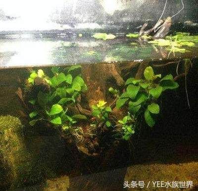 家庭鱼缸的锦鲤喂什么好：家庭鱼缸饲养锦鲤应该如何选择饲料？