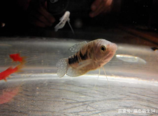 大鱼水族鱼缸怎么养：大鱼水族鱼缸的养护方法是根据搜索结果总结的大鱼水族鱼缸的养护 鱼缸百科 第1张