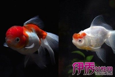 大鱼水族鱼缸怎么养：大鱼水族鱼缸的养护方法是根据搜索结果总结的大鱼水族鱼缸的养护 鱼缸百科 第3张