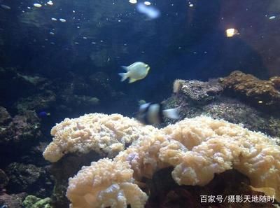 大鱼水族鱼缸怎么养：大鱼水族鱼缸的养护方法是根据搜索结果总结的大鱼水族鱼缸的养护 鱼缸百科 第2张