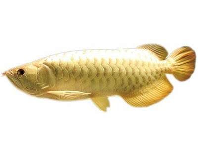 金龙鱼的形态特征：金龙鱼的一些主要形态特征
