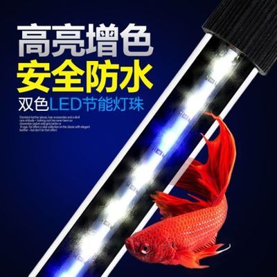 水草灯养龙鱼：水草灯养龙鱼的注意事项