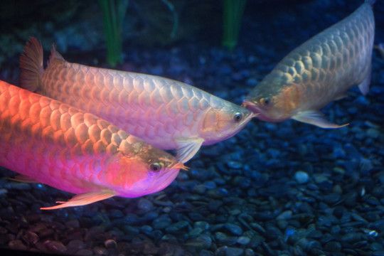 红尾金龙鱼什么时候发色的：红尾金龙鱼什么时候发色