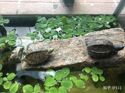 蚌可以养在鱼缸么：蚌可以养在鱼缸里吗 鱼缸百科 第1张