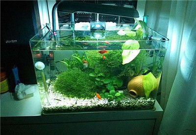 除鱼缸绿水用什么方法：鱼缸绿水处理鱼缸绿水的处理方法主要用于消除鱼缸绿水
