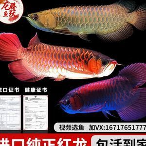 大湖红龙鱼视频在线观看免费：大湖红龙鱼大湖红龙鱼大湖红龙鱼视频免费在线观看 龙鱼百科 第3张