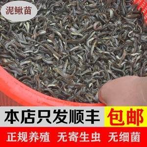 龙鱼吃的小鱼在哪买的到：在哪里可以购买到适合龙鱼食用的小鱼 龙鱼百科 第2张