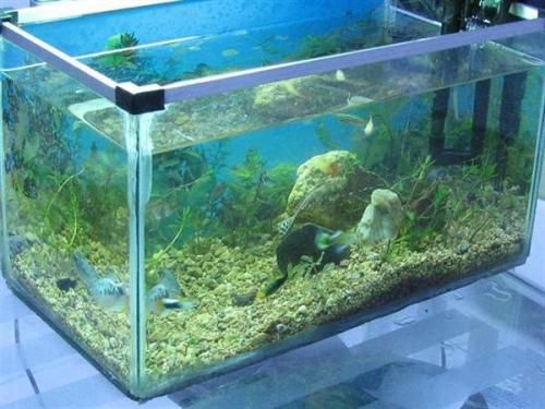 玻璃鱼缸定做价格多少合适呢：玻璃鱼缸定做价格因素 鱼缸 第3张