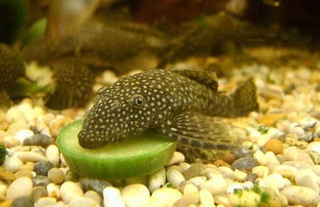 吃鱼缸粪便的螺是什么螺：吃鱼缸粪便的螺主要包括苹果螺、神秘螺、洋葱螺等几种 鱼缸 第2张