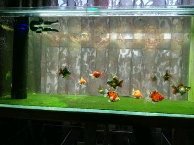 百褶泰狮鱼缸深度：如何选择泰狮金鱼的鱼缸 鱼缸 第2张