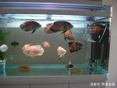 百褶泰狮鱼缸深度：如何选择泰狮金鱼的鱼缸 鱼缸 第3张