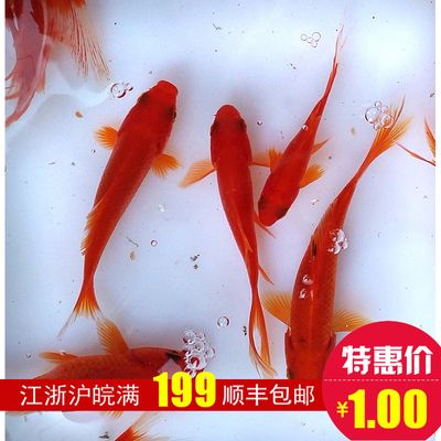 红色龙鱼价格表 龙鱼百科 第1张