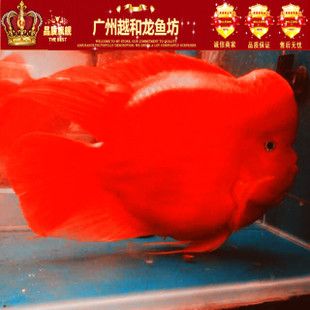 红色龙鱼价格表 龙鱼百科 第3张