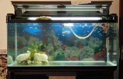 1.5米的鱼缸用多厚的玻璃胶好：1.5米的鱼缸使用多厚的玻璃胶需要注意几个关键点 鱼缸 第1张