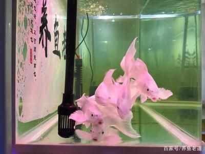 家里的鱼缸怎么改善水质呢 鱼缸风水 第2张