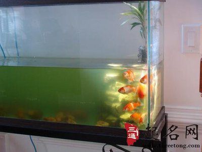 家里鱼缸风水鱼放几条好呢：家里鱼缸风水鱼的数量选择 鱼缸风水 第2张