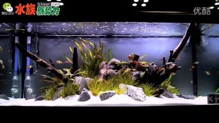 对于鱼缸造景的描述：水族箱造景的艺术演变 鱼缸百科 第3张