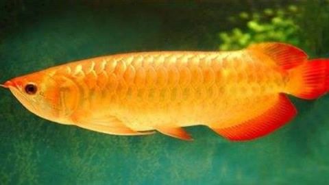 金龙鱼头上长疙瘩：金龙鱼头上长疙瘩可能是由于多种原因引起的原因和处理方法 龙鱼百科 第2张